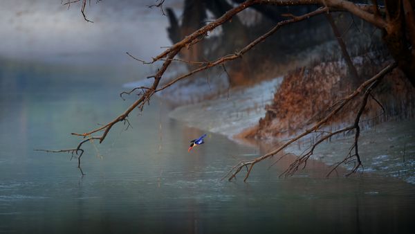 A Black-capped Kingfisher diving for fish thumbnail