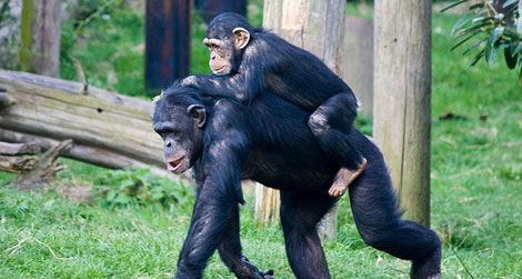 chimpanzees