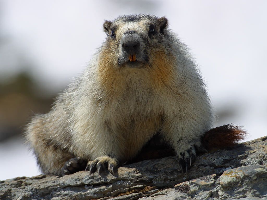 Marmots Live Longer When They Are Antisocial | Smart News| Smithsonian  Magazine