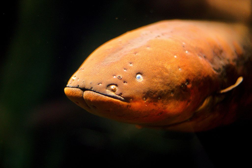 electric-eel.jpg