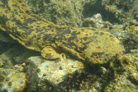 Meet the Ozark hellbender, an elusive creature that has become only more so as of late.