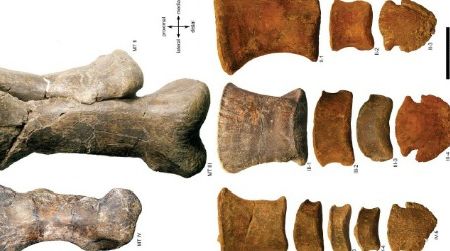 Bones from the foot of a hadrosaur attributed to Edmontosaurus annectens