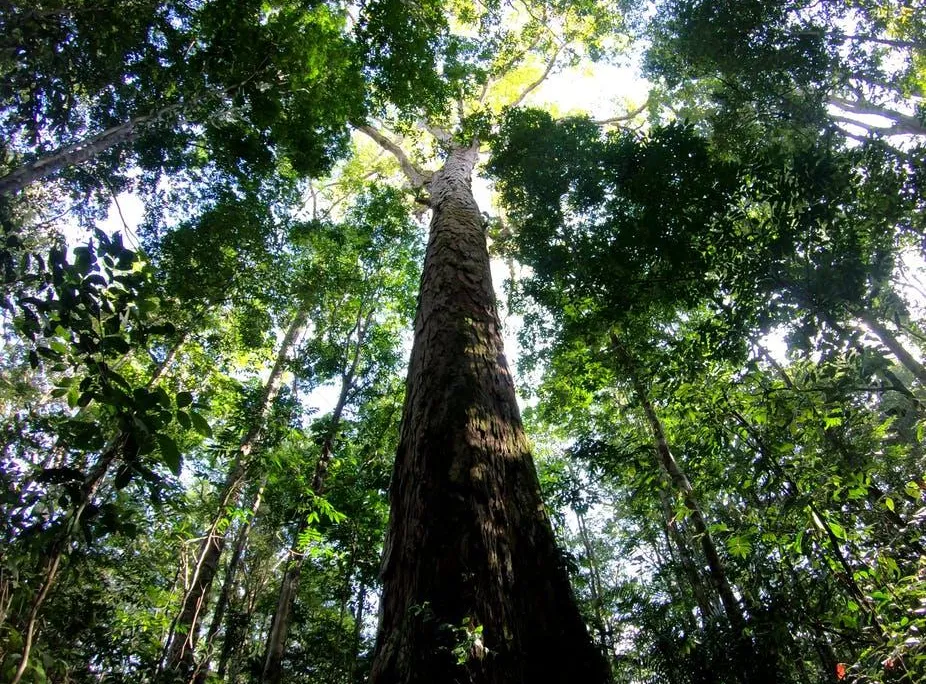 Angelim Vermelho Tree