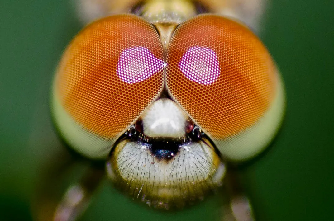 a close-up image of a dragonfly's eyes