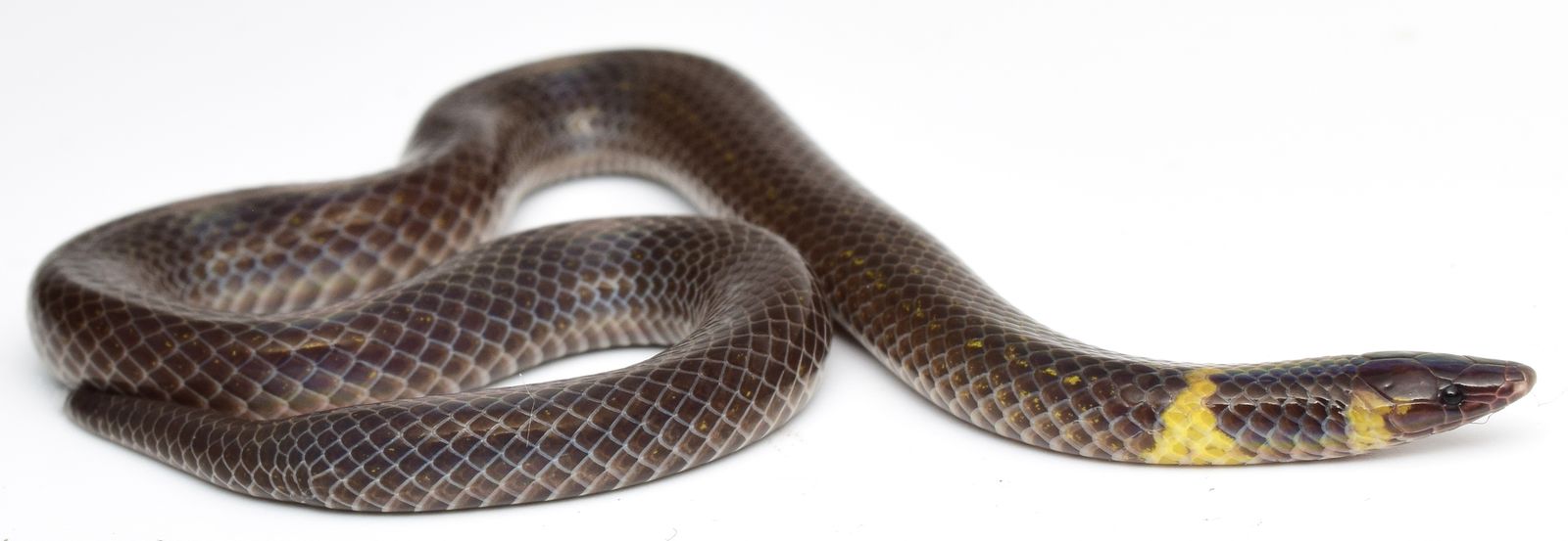 These Snakes Can Cartwheel Away From Danger. Scientists Just Uncovered How the Slithering Creatures Perform Their Acrobatic Rolls