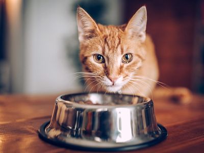 Most cat foods contain high-quality proteins but are often plant-based and may drive cats to hunt to get the micronutrients they are missing from their cat food.

