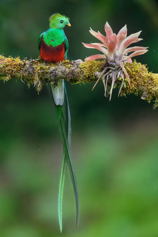 Resplendent Beauty thumbnail