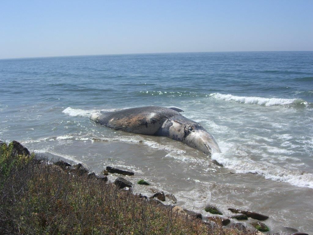 The 12-year-old blue whale