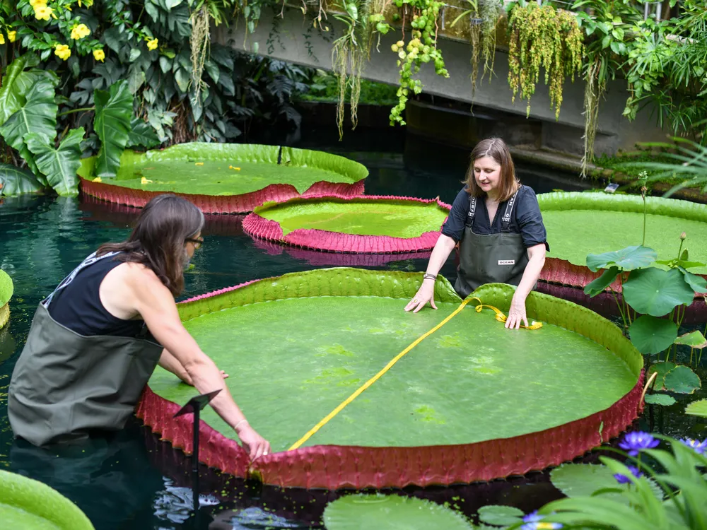 An image of two reseachers measuring a giant waterlily pad in the water with a measuring tape
