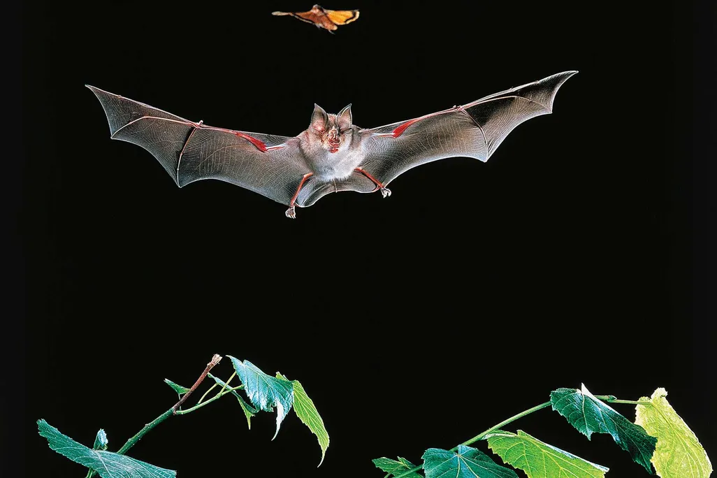 Bat Hunts Butterfly
