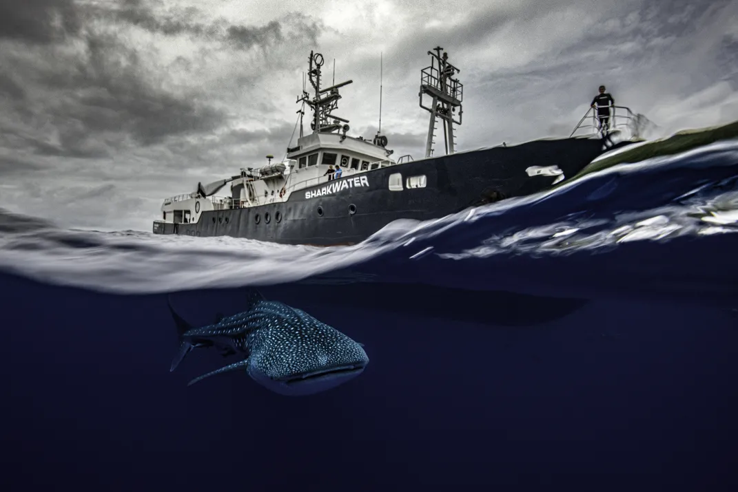 A whale shark swims alongside a research vessel.