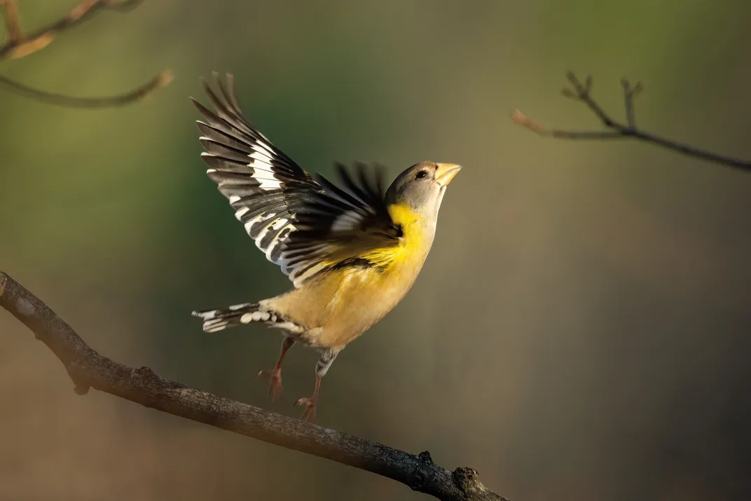 Ten Wildlife Photographers Zoom In on Their Favorite Birds, Science