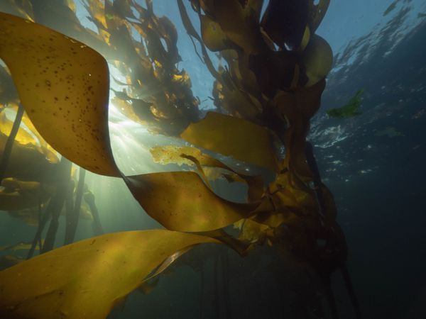 Kelp Forests on the Coast of Vancouver Island thumbnail