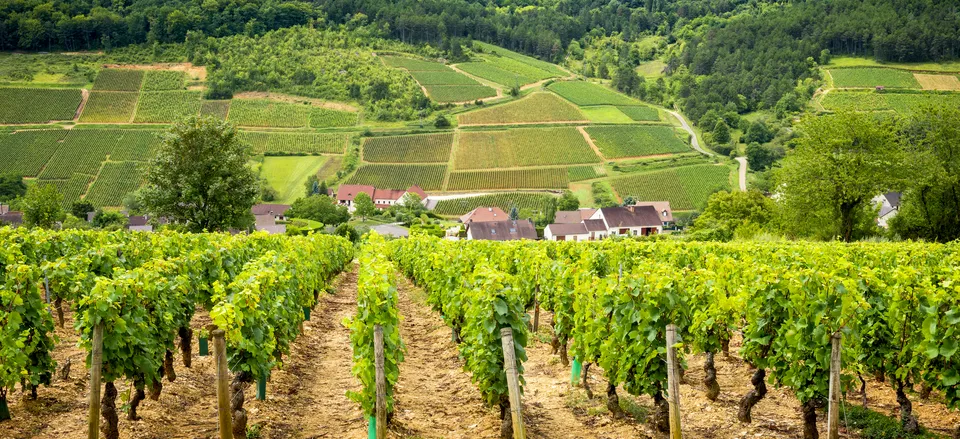 Trails of France: Walking the Vineyards of Burgundy Set off into the vineyards of Burgundy on foot, walking to wine estates, legendary châteaux, and some of France’s most beautiful villages.