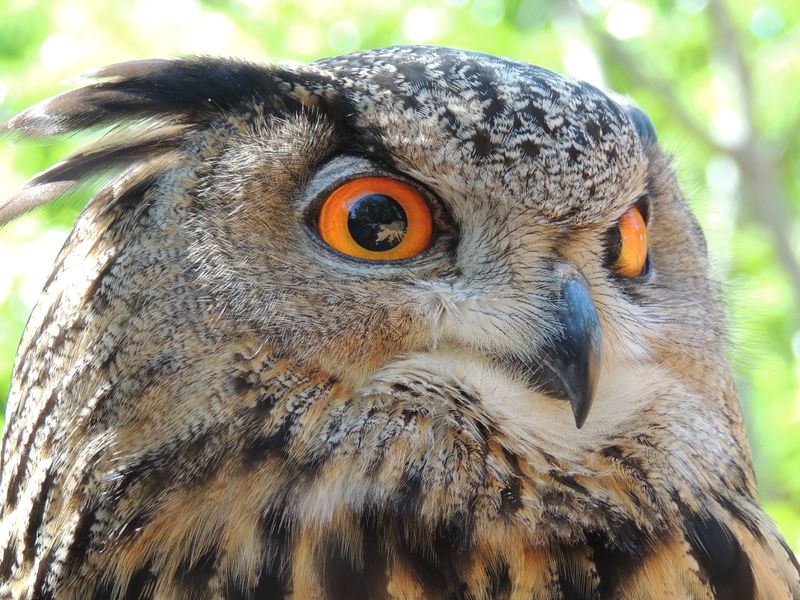 Eurasian Eagle Owl | Smithsonian Photo Contest | Smithsonian Magazine