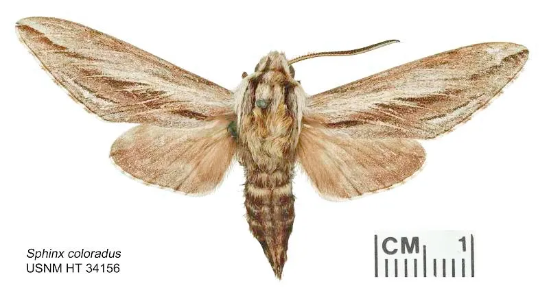 Brown moth on a white background.