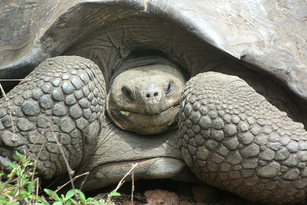Galapagos tortoise