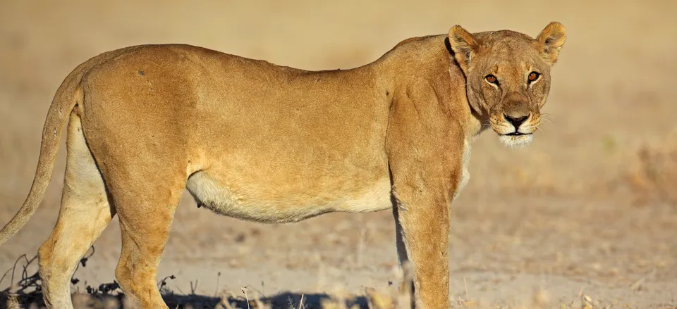  Lioness in Namibia 