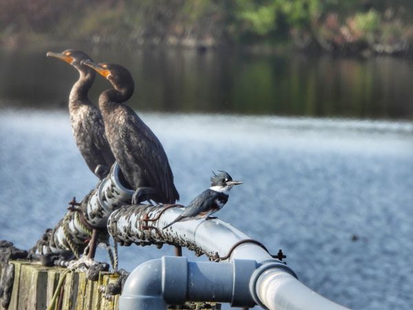 Belted Kingfisher with Friends thumbnail