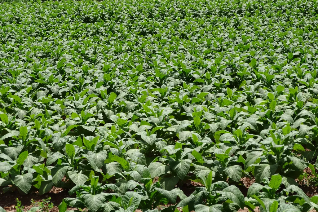 Tobacco