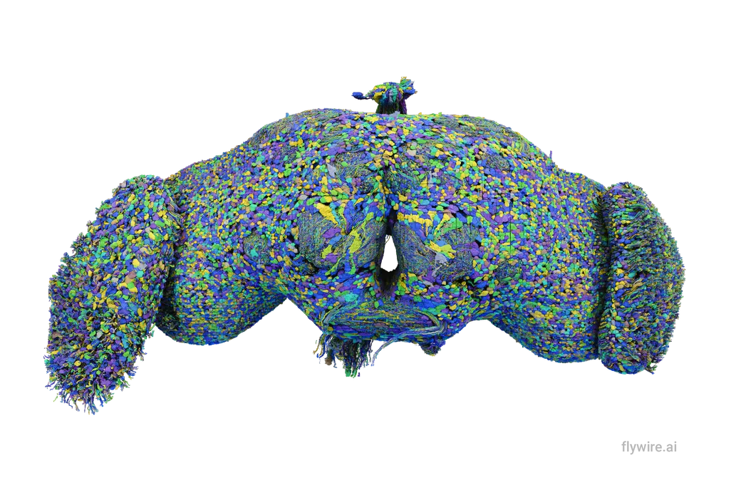 All 139,255 brain cells in the brain of an adult fruit fly
