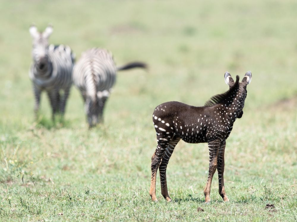 newborn baby zebra life cycle