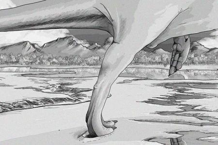 The carnivorous theropods may have evolved a quick pace and sharp agility in order to capture prey.