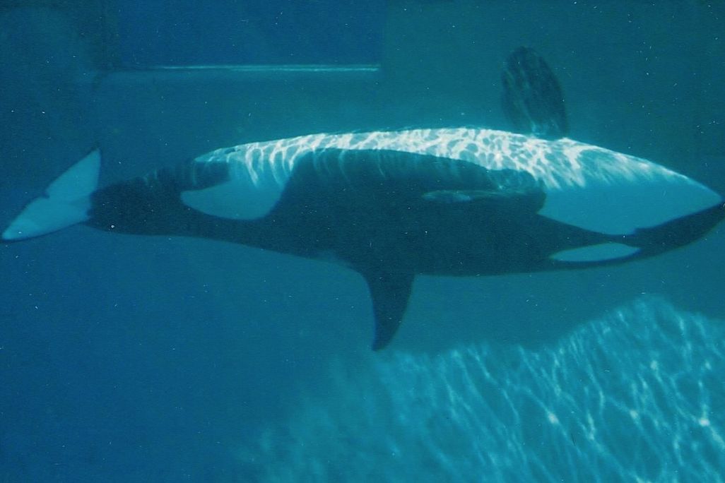 20131021024024killer-whale.jpg