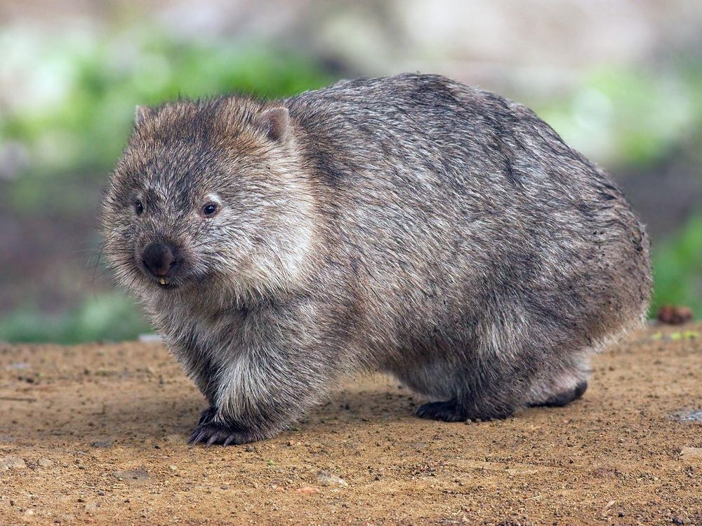 Wombat.jpg