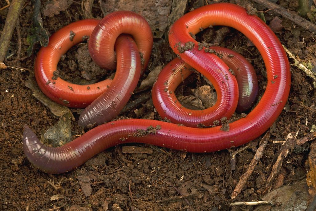 worm