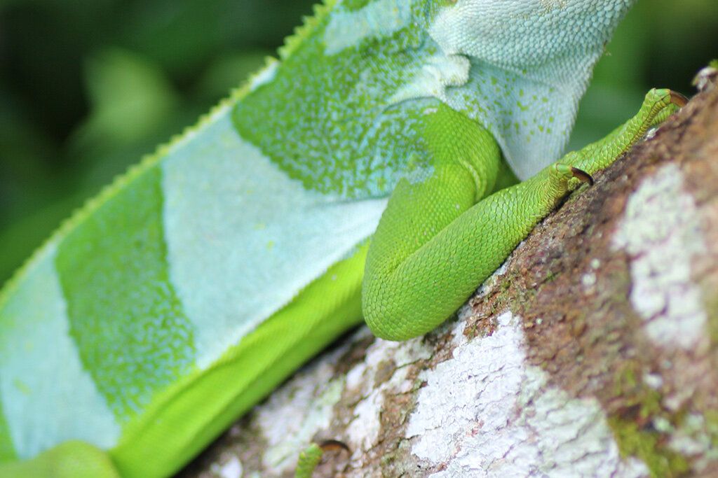 A male Central Fijian banded iguana from Ovalau Island, Fiji, sitting in a tree.
