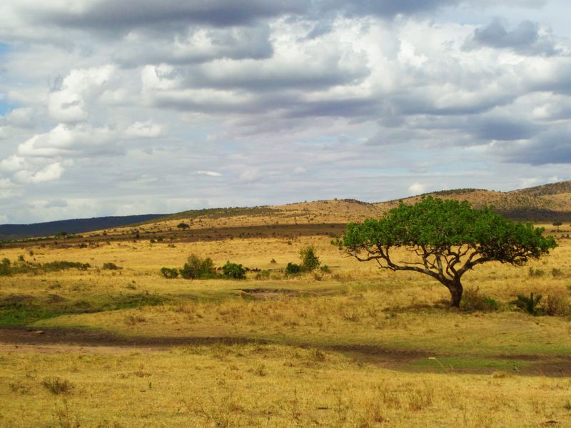 The Savannah Smithsonian Photo Contest Smithsonian Magazine
