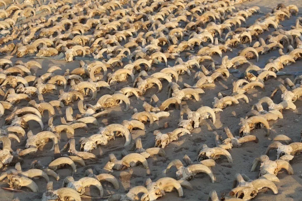 Skulls view