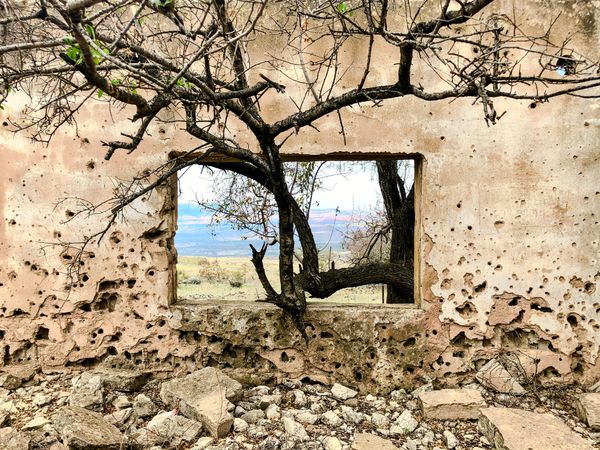 A gnarled tree pokes through the ruins of a former elementary school in Syria. thumbnail