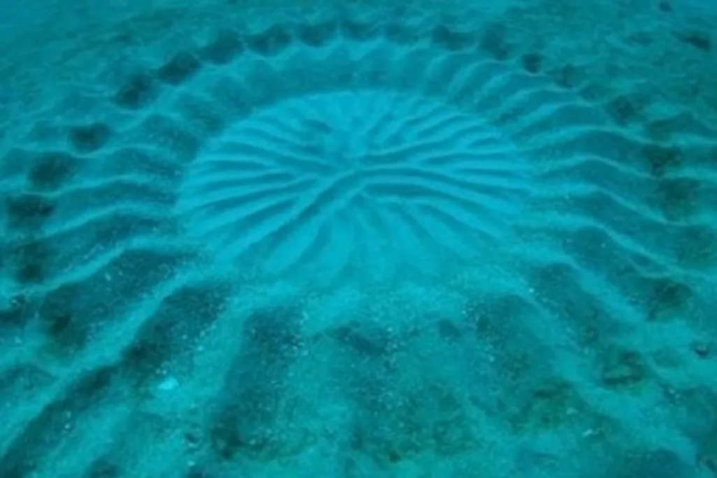 puffer-crop-circles