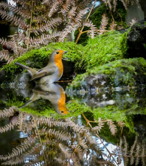 Robins Reflection thumbnail