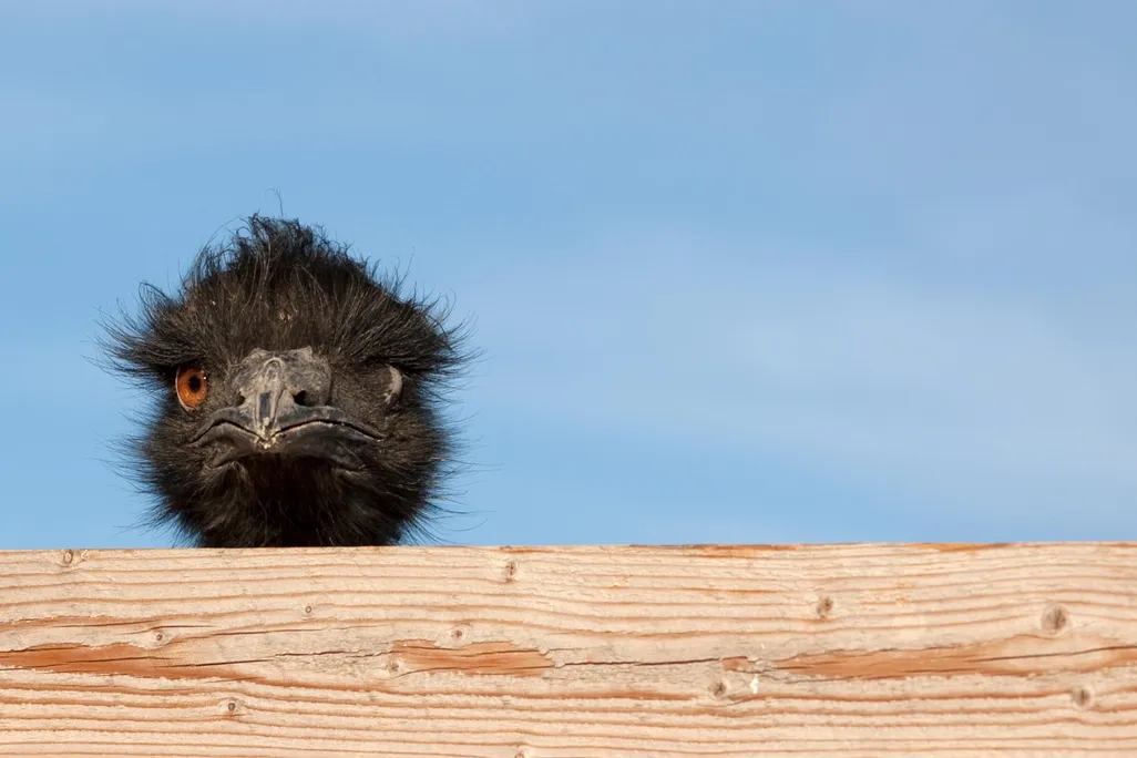 Dumb Emu