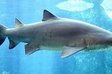 How many unborn brothers and sisters did this sand tiger shark devour to be here today?