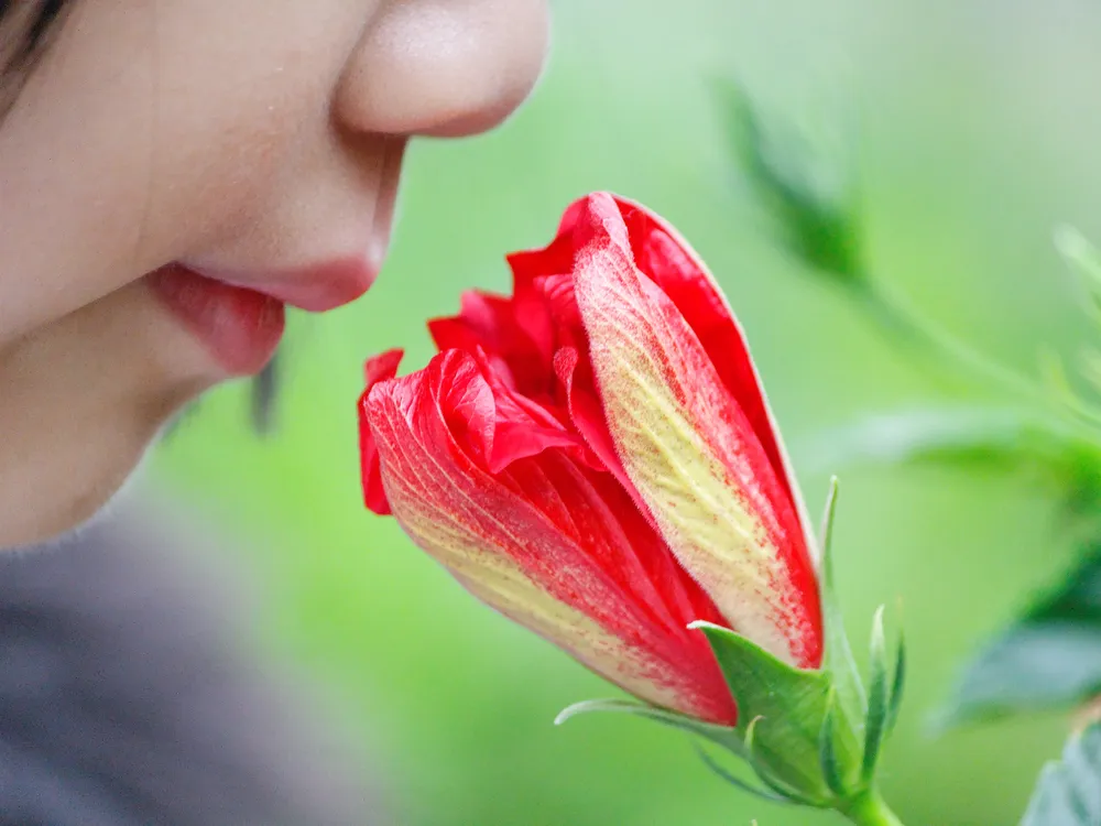 Kid smelling a flower
