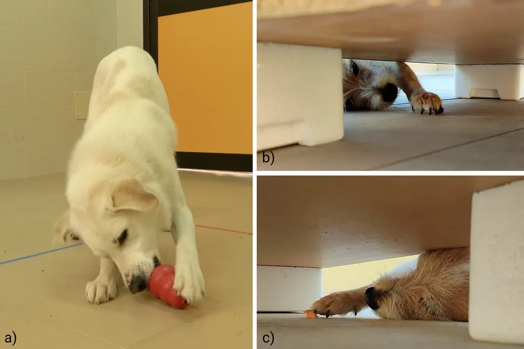 dogs trying to grab snacks