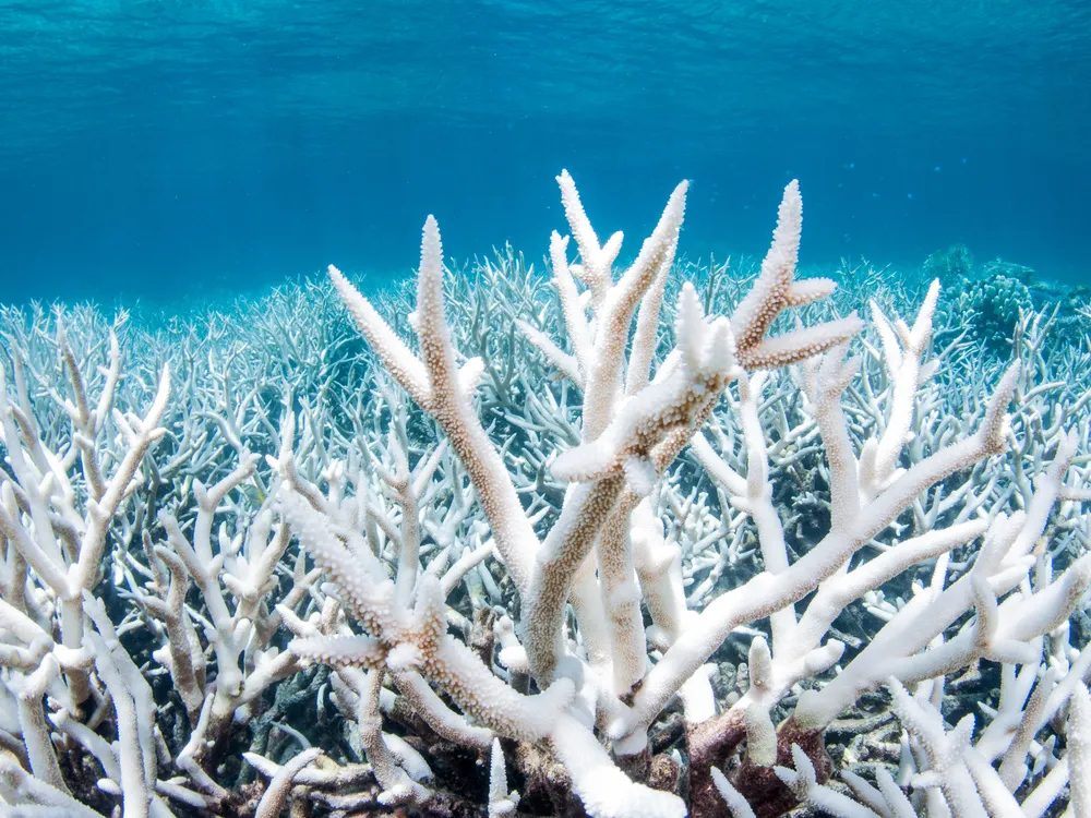 Bleached white corals in the Great Barrier Reef
