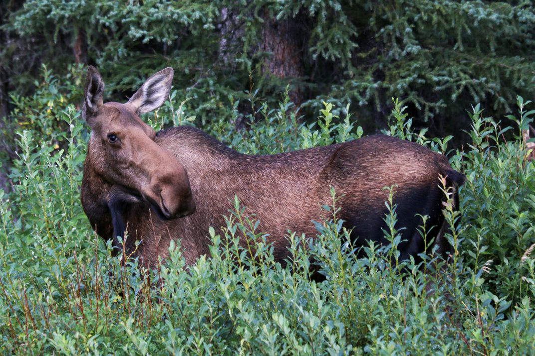 Moose | Smithsonian Photo Contest | Smithsonian Magazine