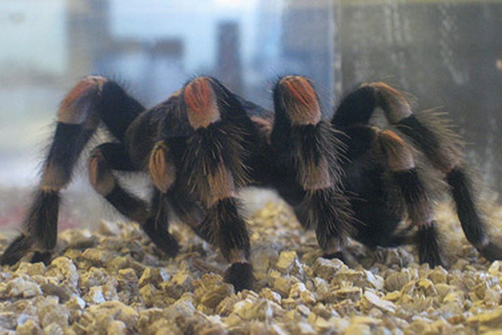 20120103093013tarantula-feeding.jpg