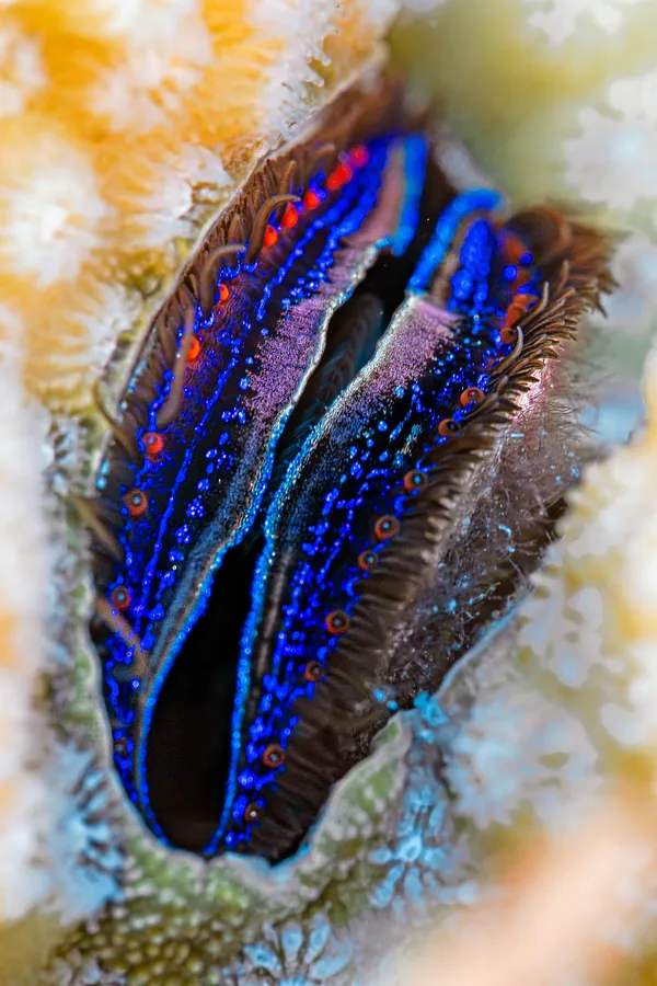 Iridescence thumbnail