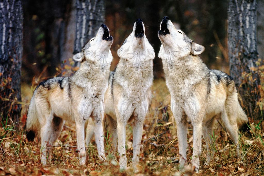 wolves howling
