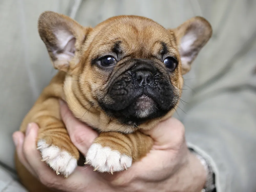 Why Puppies Love Baby Talk | Smart News| Smithsonian Magazine