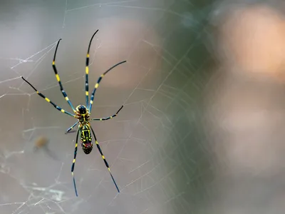 Joro Spiders, Spreading in the Southeast, Can Survive Surprisingly Well in Cities image