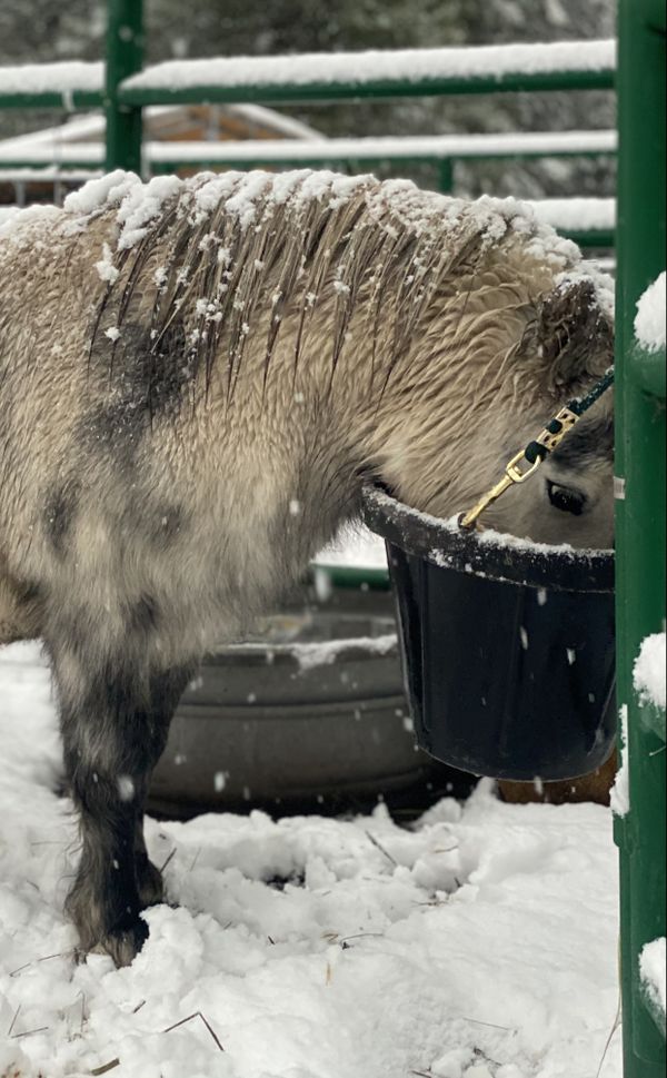 Pony eating as the snow falls thumbnail