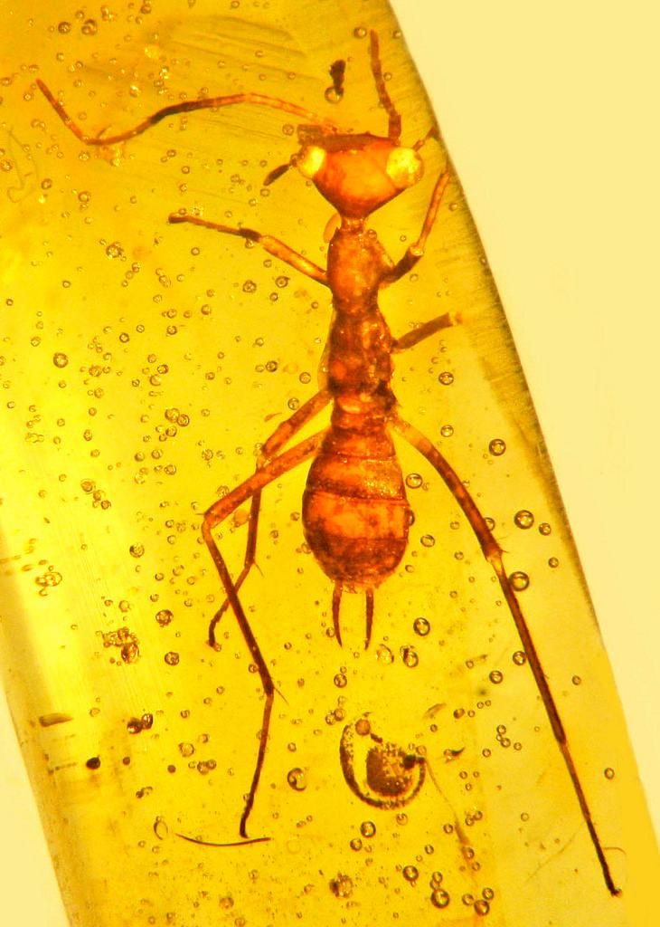 What Bugs Have Gone Extinct
