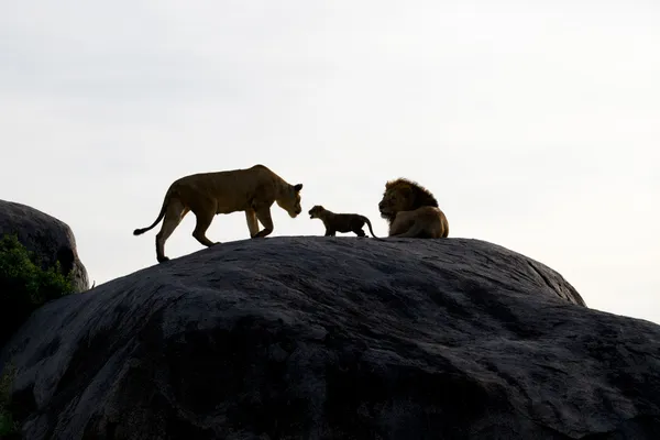 Lion family silhouette on kopje thumbnail